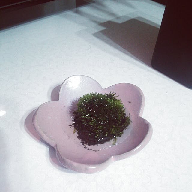 nikoさんの実例写真