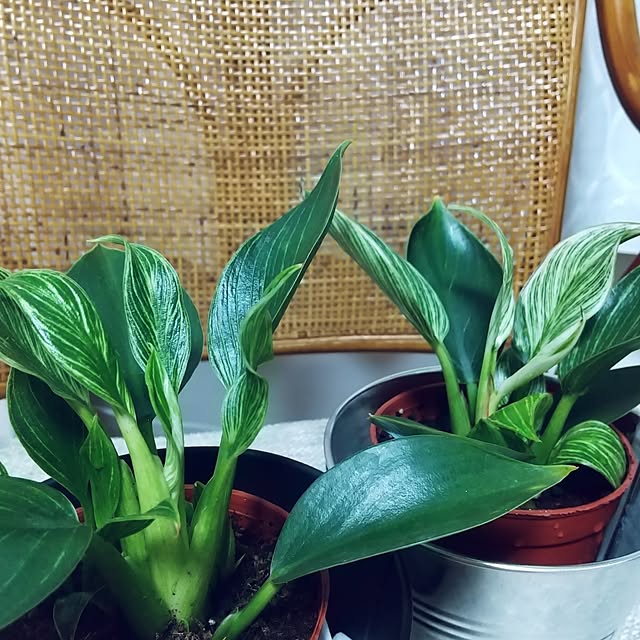 meiさんの部屋