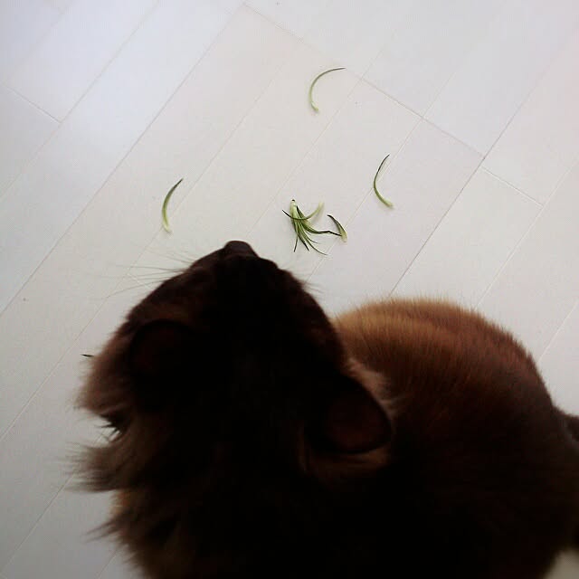 OtOさんの実例写真