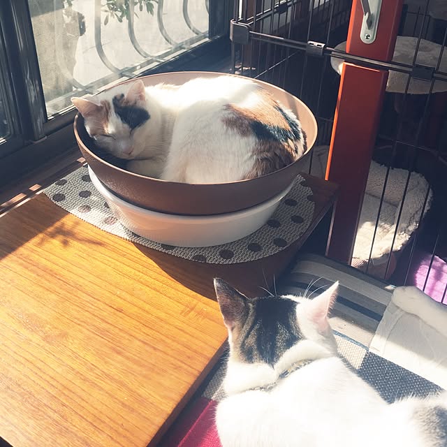yocchiさんの実例写真