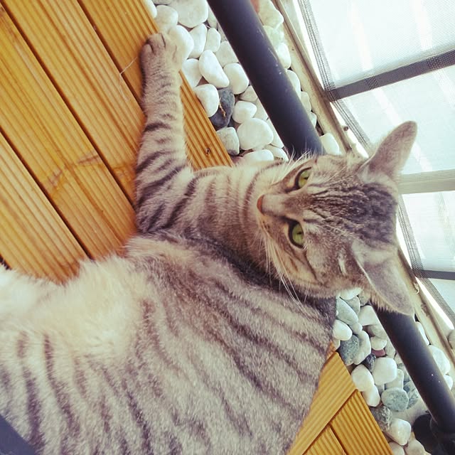 komachanさんの実例写真