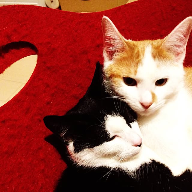 ziziguguさんの実例写真