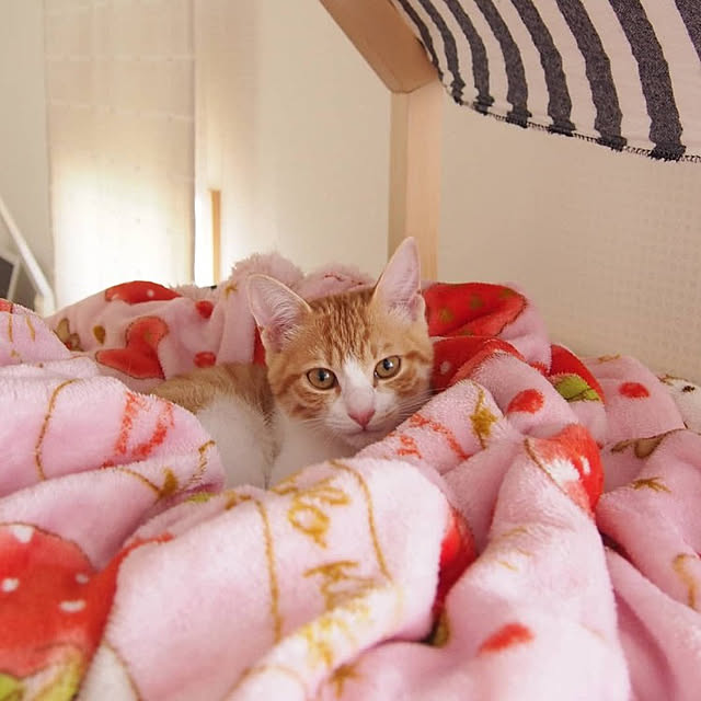 Toiroさんの実例写真