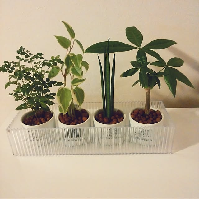 リビング/観葉植物/一人暮らし/100均のインテリア実例 - 2016-06-19 14:35:25
