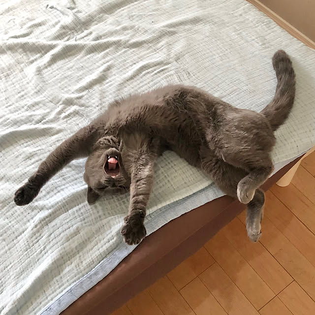 GUMIMINさんの実例写真