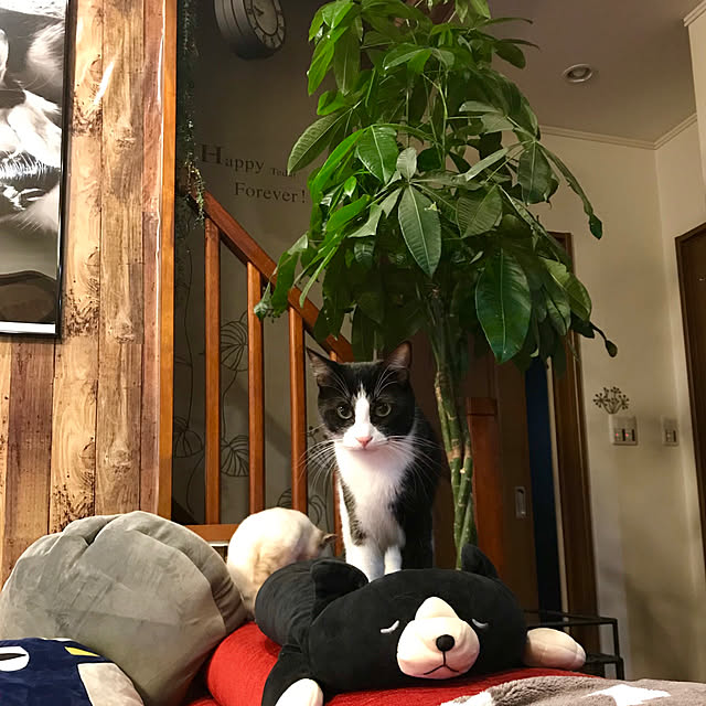 butachanさんの実例写真