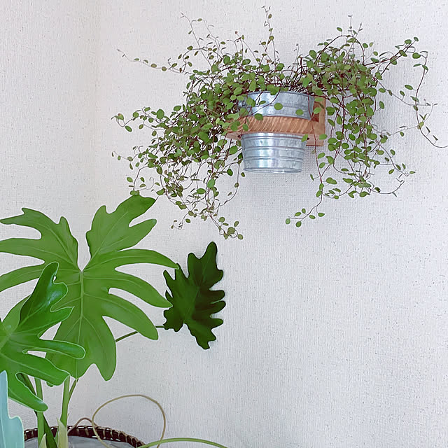 DIY/コーナン木材/観葉植物/雑貨/セリア...などのインテリア実例 - 2021-08-18 22:55:36