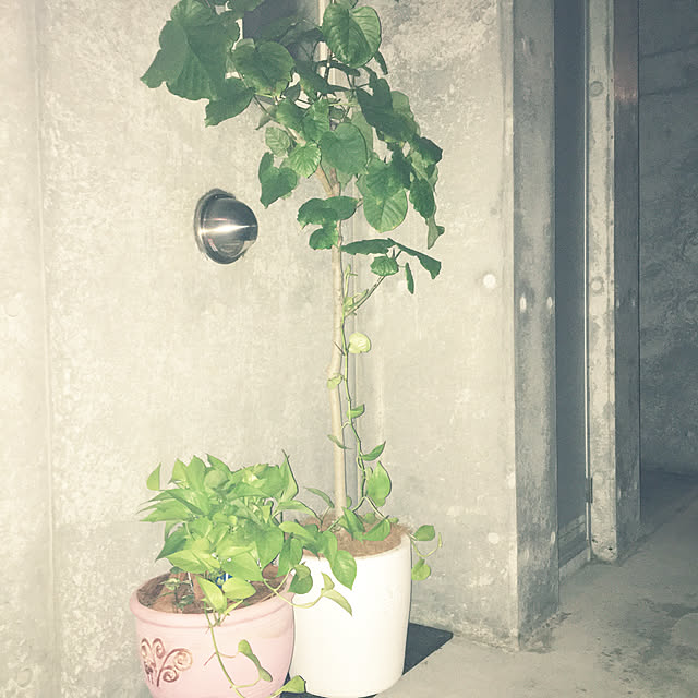 junnekanaさんの実例写真