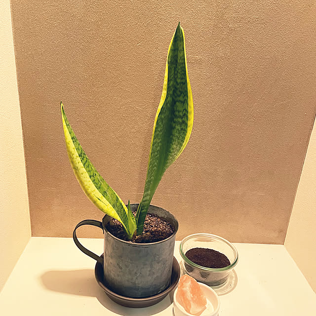 観葉植物/玄関/入り口のインテリア実例 - 2022-06-14 09:10:15