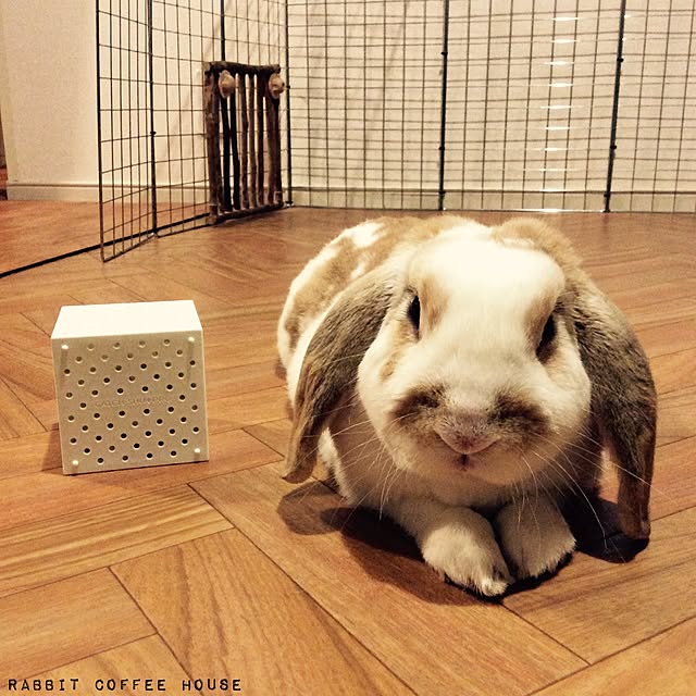 nutsさんの実例写真