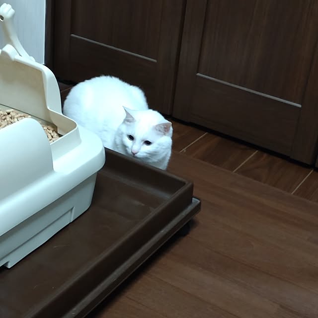 lelielさんの実例写真