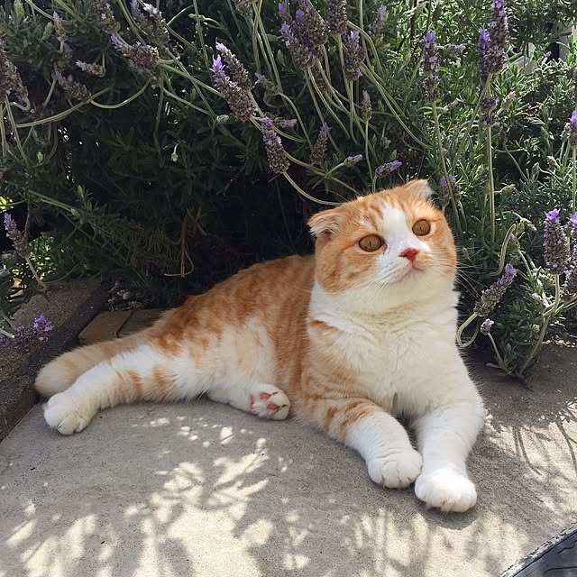 mochiさんの実例写真