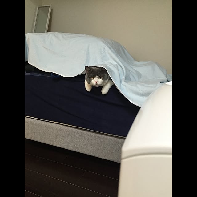 Yuriさんの実例写真