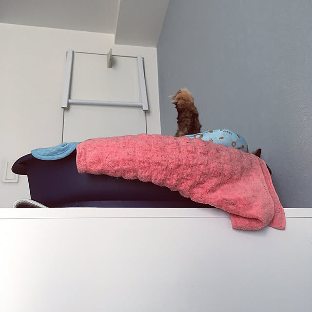 mikomaruさんの実例写真