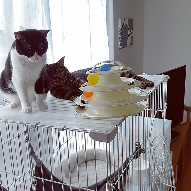 hihaさんの実例写真
