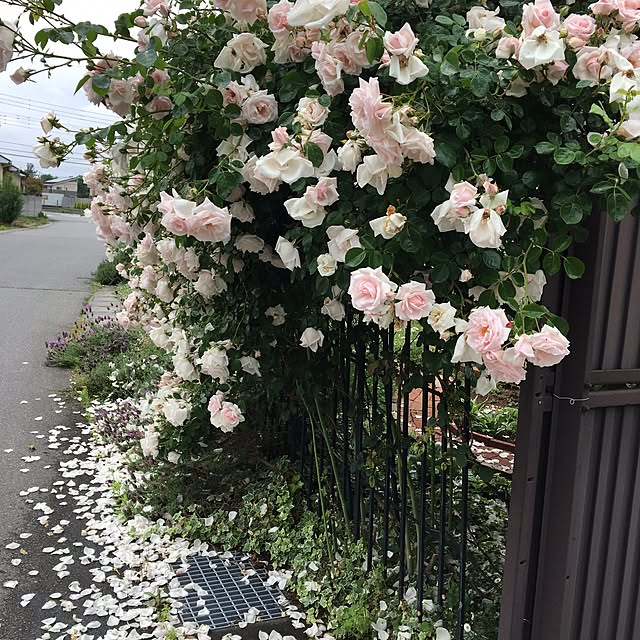 shigimiさんの実例写真