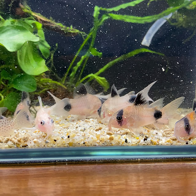 miiyさんの実例写真