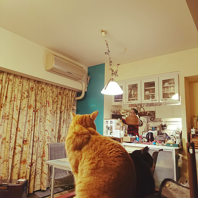 okyosan101さんの実例写真