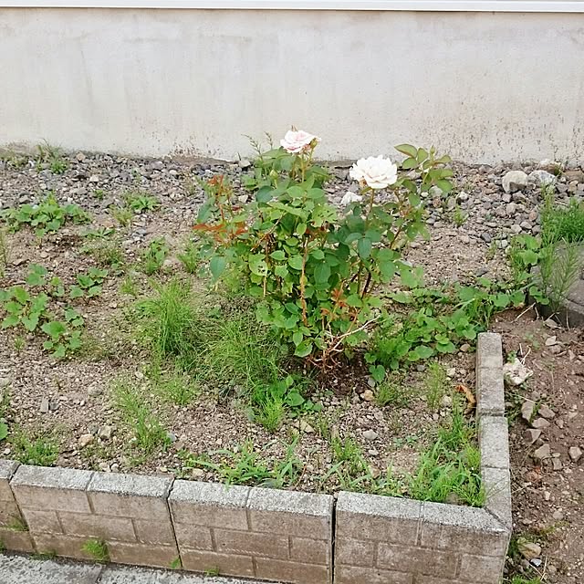 a_suさんの実例写真