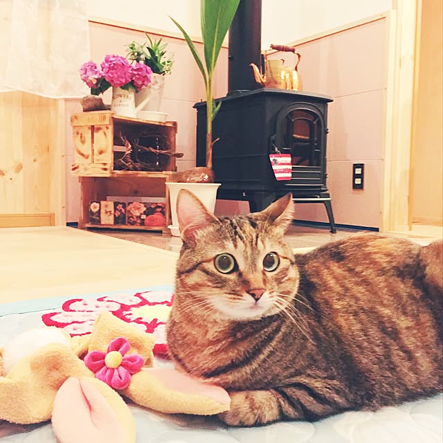 MASAさんの実例写真