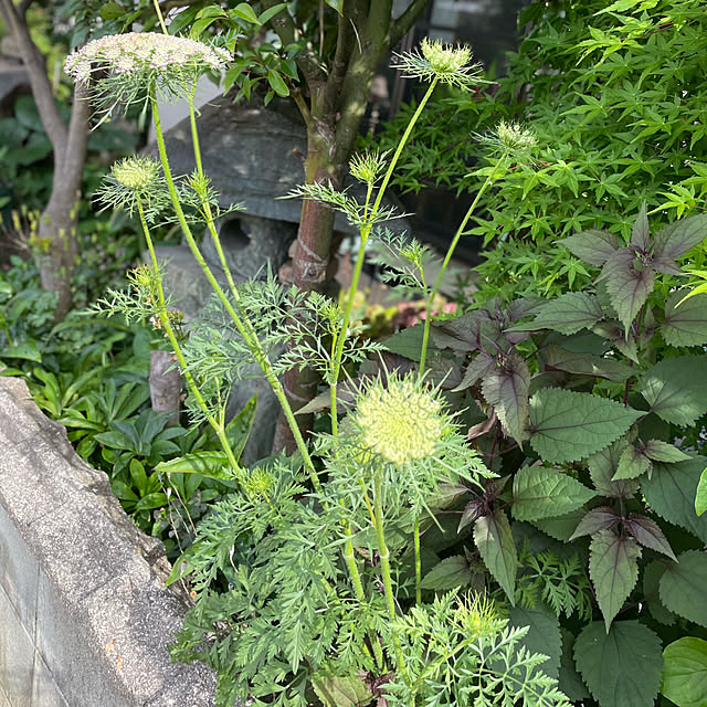 buchiさんの部屋