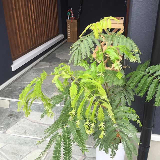 maikoさんの実例写真