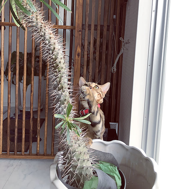 iranさんの実例写真