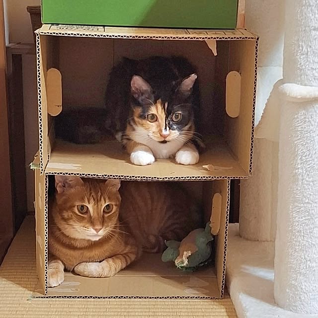 棚/ねこと暮らす/保護猫/猫のいる日常のインテリア実例 - 2024-10-24 08:46:38