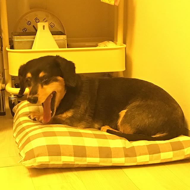 ohanaさんの実例写真
