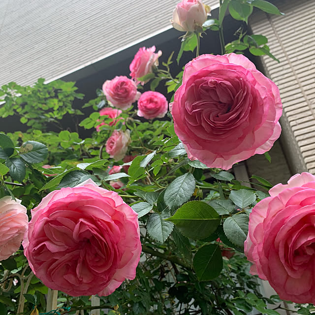 noinoi99さんの実例写真