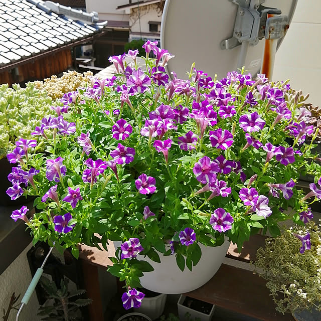 実例写真