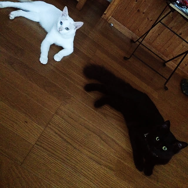 chocolatさんの実例写真