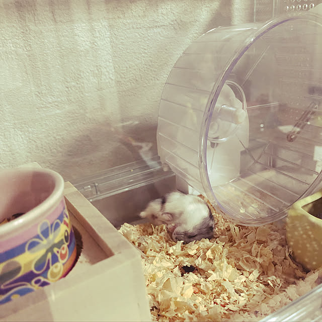 棚/久々のハムスター飼育/インテリアじゃなくてごめんなさい/ハムスター/可愛いのインテリア実例 - 2019-05-04 18:48:32