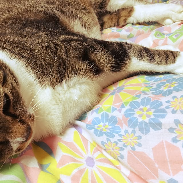 brbrnknkさんの実例写真
