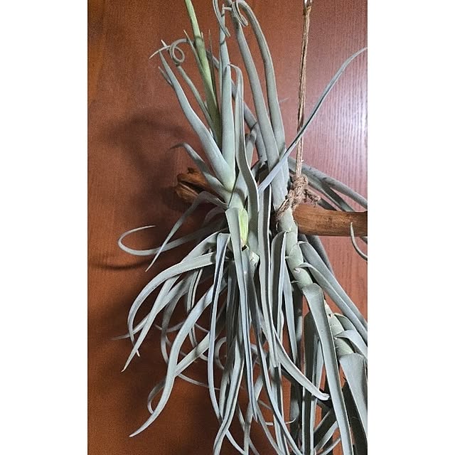 whiskerbloomさんの部屋