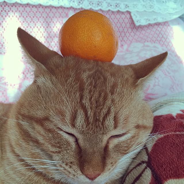 em.chiさんの実例写真