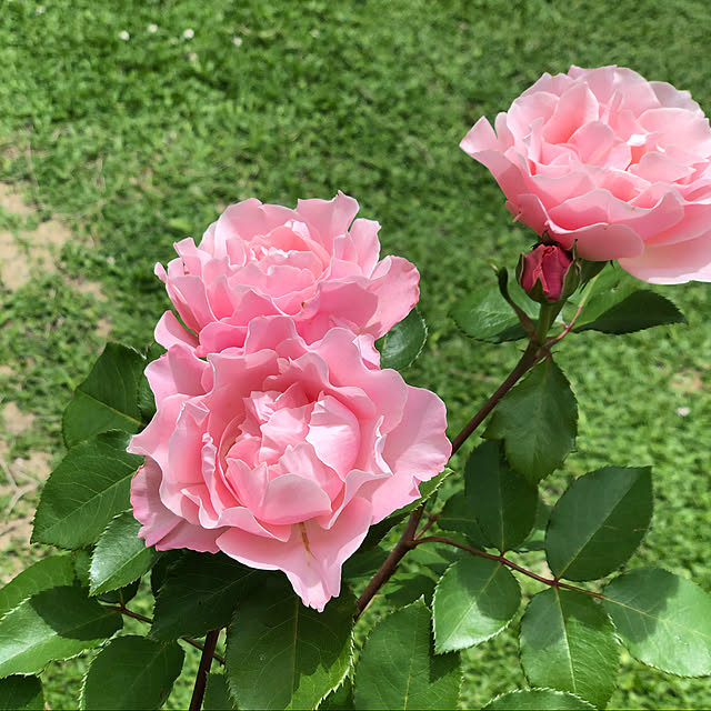 yukiminさんの実例写真