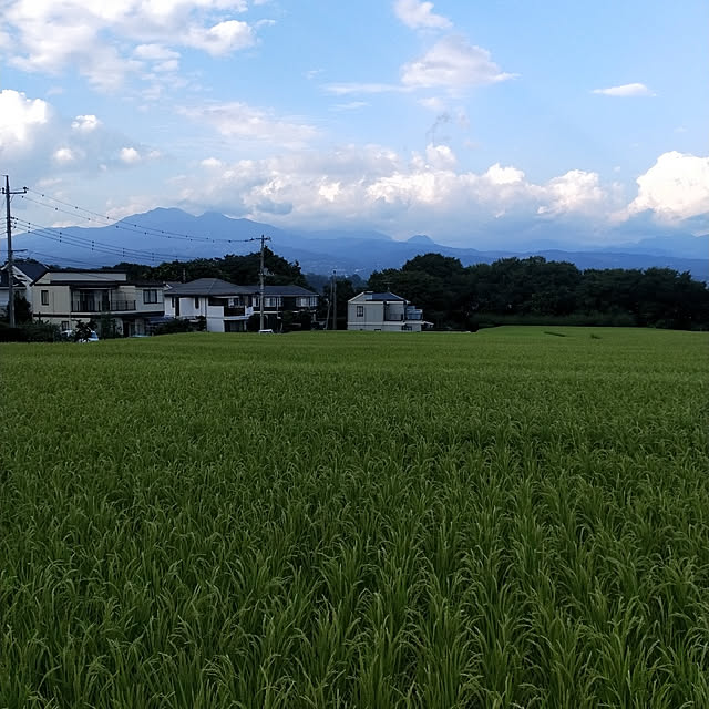 実例写真