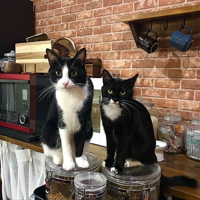 butachanさんの実例写真