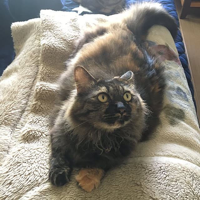 mikomaruさんの実例写真