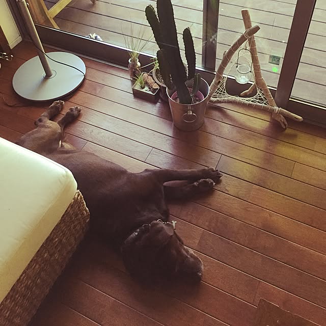 greeeenmisaさんの実例写真