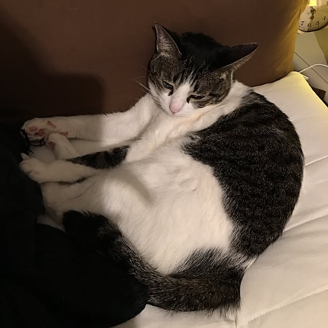 Shihoさんの実例写真