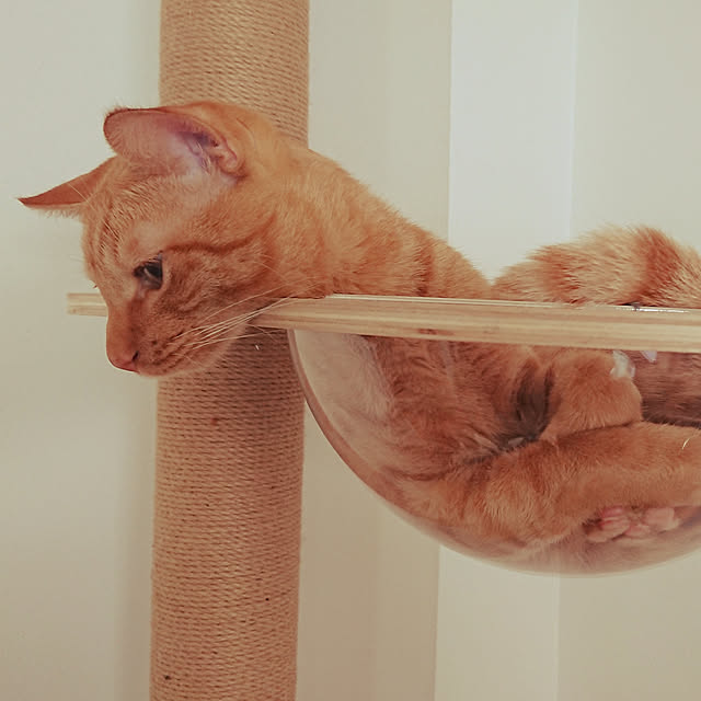 リビング/猫/ねこ/キャットタワーのインテリア実例 - 2020-06-23 10:22:38