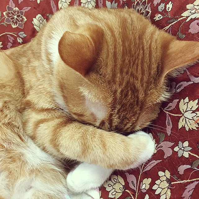 baronkotarouさんの実例写真