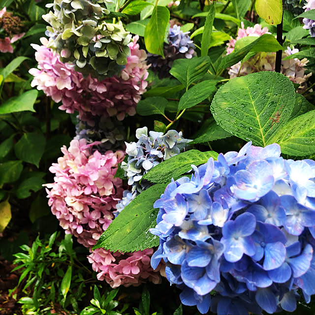 spicemasterさんの実例写真