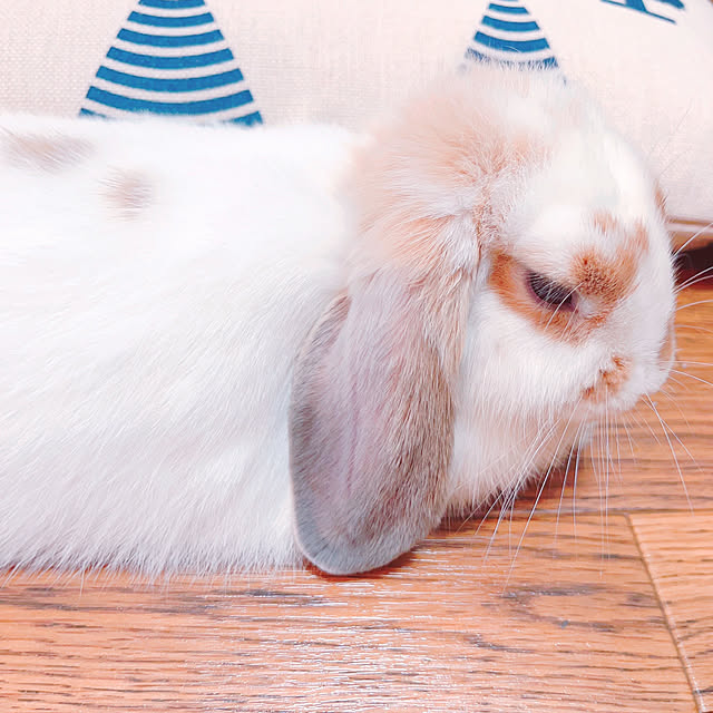 Llatte-usaさんの部屋