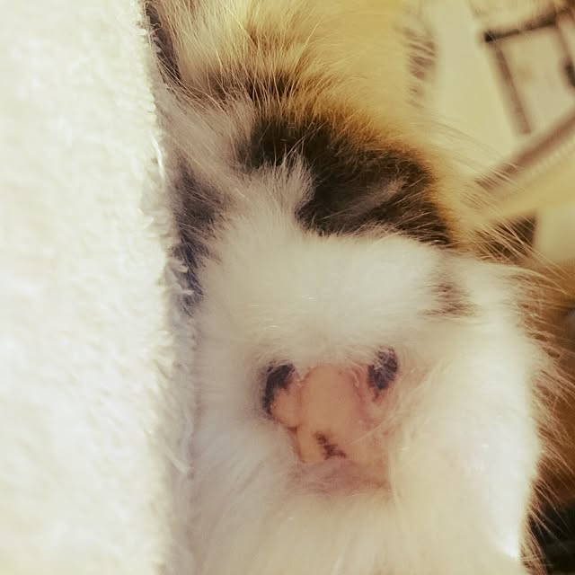 mizさんの実例写真