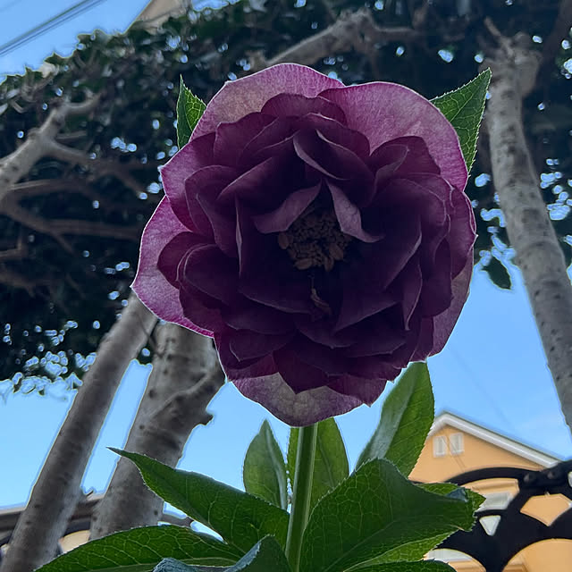 mamizaさんの部屋