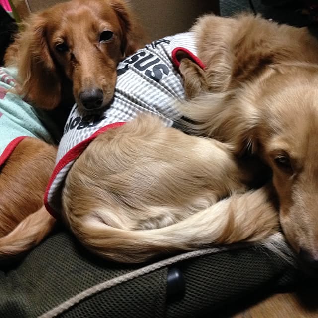 allyponさんの実例写真