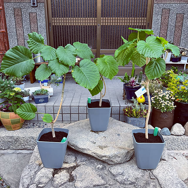 mohhaさんの実例写真